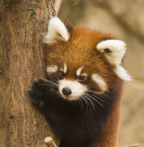 Meet your Posher, Cameron